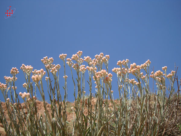 دسته گلی از عینالی 